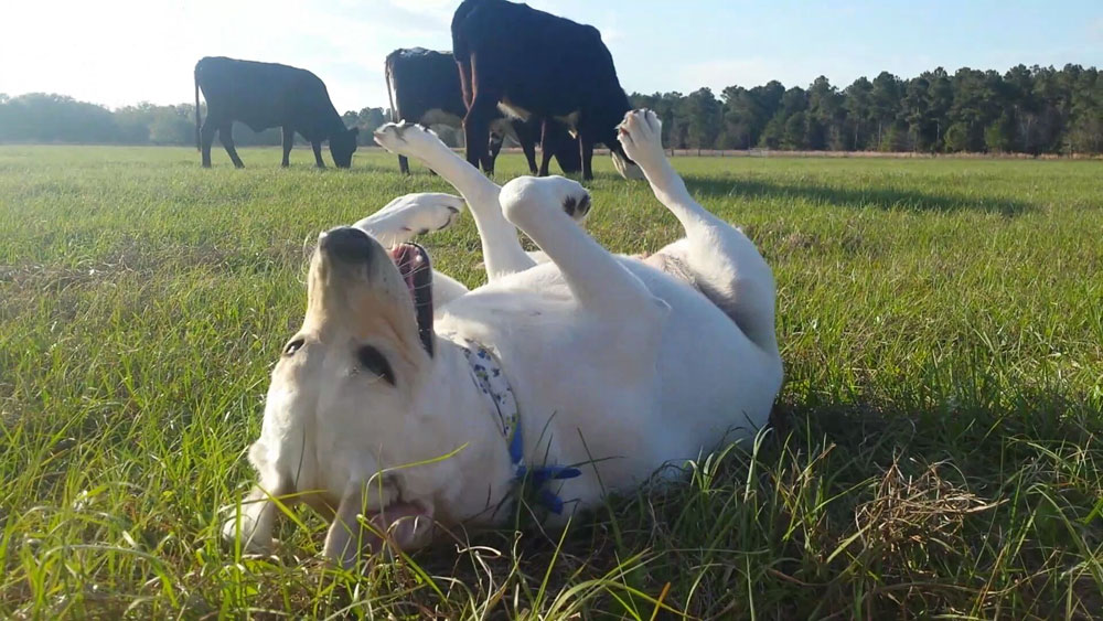 Madison the Lab and the Cows