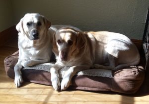 two yellow labs laying on the same padded dog bed.